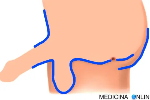 Illustrazione anatomica di parti intime maschili con contorni blu. Potrebbe rappresentare un trattamento di luce pulsata per la depilazione.